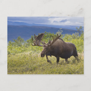 Een grote mannetjeseland staat tussen de wilgen briefkaart