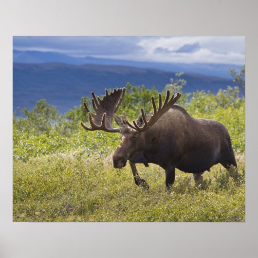 Een grote mannetjeseland staat tussen de wilgen poster (Voorkant)