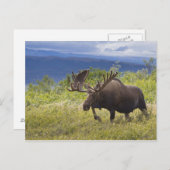 Een grote stierenmolen staat onder de wilgen briefkaart (Voorkant / Achterkant)