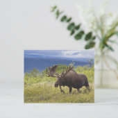 Een grote stierenmolen staat onder de wilgen briefkaart (Staand voorkant)