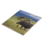 Een grote stierenmolen staat onder de wilgen tegeltje (Zijkant)