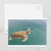 Een grote zee schildpad Caretta Briefkaart (Voorkant / Achterkant)