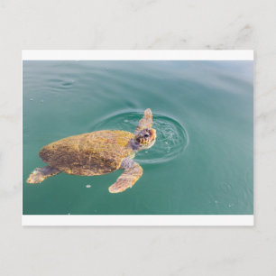 Een grote zee schildpad Caretta Briefkaart