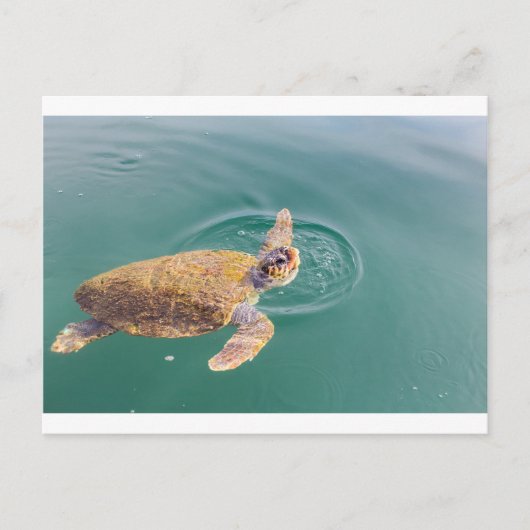 Een grote zee schildpad Caretta Briefkaart (Voorkant)