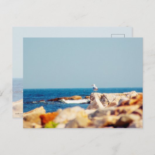 Een Gull's Post Briefkaart (Voorkant / Achterkant)