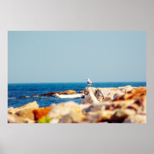 Een Gull's Post Poster (Voorkant)