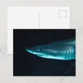 Een haai briefkaart (Voorkant / Achterkant)