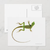 Een hagedis op zuiver witte grond briefkaart (Voorkant / Achterkant)