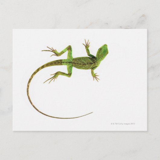 Een hagedis op zuiver witte grond briefkaart (Voorkant)