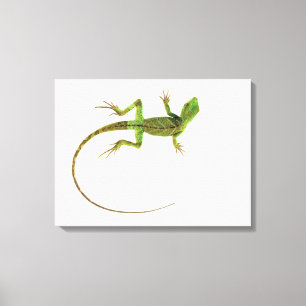 Een hagedis op zuiver witte grond canvas afdruk