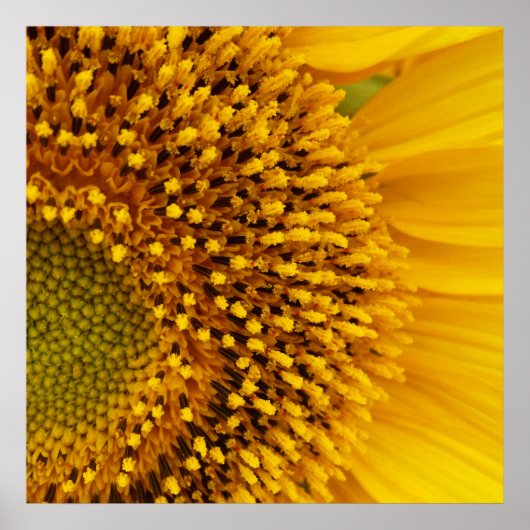 een halve cirkel poster (Voorkant)