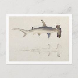 Een hamerhaai, Loheia, voorheen toegeschreven Briefkaart