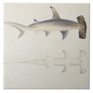 Een hamerhaai, Loheia, voorheen toegeschreven Tegeltje