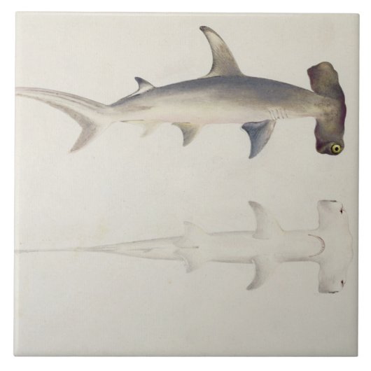 Een hamerhaai, Loheia, voorheen toegeschreven Tegeltje (Voorkant)