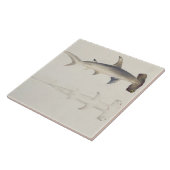 Een hamerhaai, Loheia, voorheen toegeschreven Tegeltje (Zijkant)