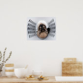 Een handige Siamese kat die op een hamer kijkt Poster (Keuken)