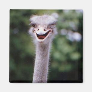 Eén Happy Ostrich koelkast magnet