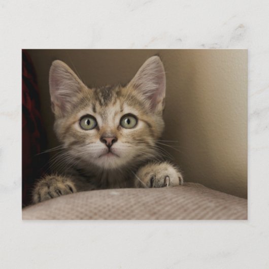 Een heel zoete tablet Kitten Briefkaart (Voorkant)