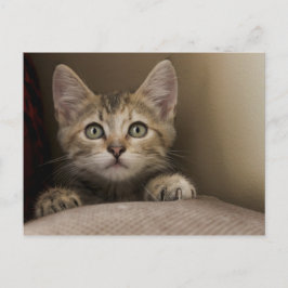 Een heel zoete tablet Kitten Briefkaart