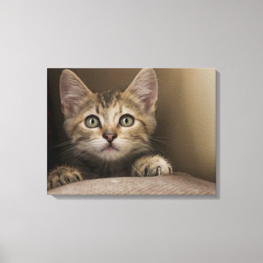 Een heel zoete tablet Kitten Canvas Afdruk (Voorkant)