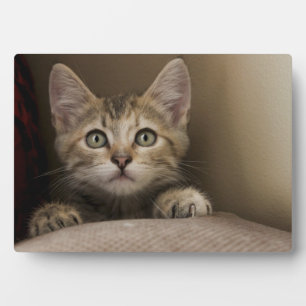 Een heel zoete tablet Kitten Fotoplaat