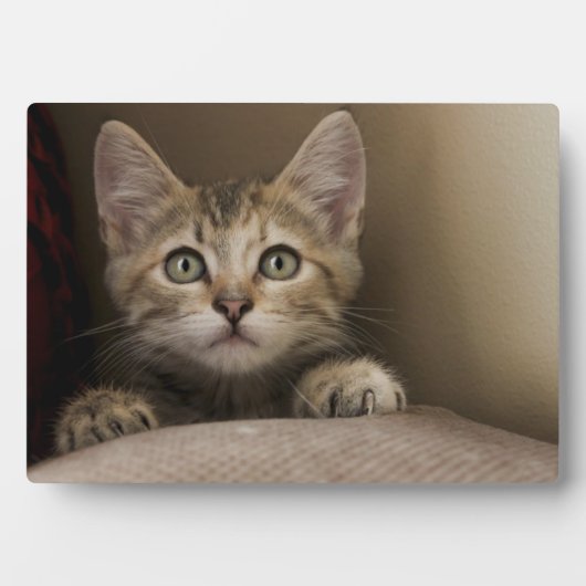 Een heel zoete tablet Kitten Fotoplaat (voorkant)