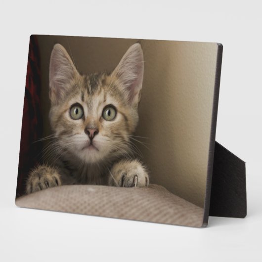 Een heel zoete tablet Kitten Fotoplaat (Zijkant)