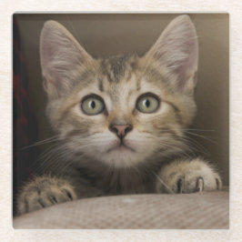 Een heel zoete tablet Kitten Glazen Onderzetter