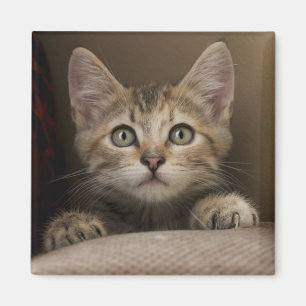 Een heel zoete tablet Kitten Magneet