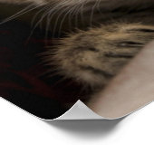 Een heel zoete tablet Kitten Poster (Hoek)