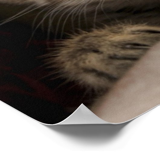 Een heel zoete tablet Kitten Poster (Hoek)