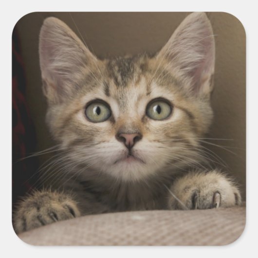 Een heel zoete tablet Kitten Vierkante Sticker (Voorkant)