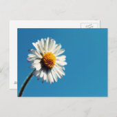 Een heldere Witte Daisy onder een Big Blue Sky Briefkaart (Voorkant / Achterkant)