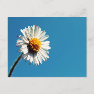 Een heldere Witte Daisy onder een Big Blue Sky Briefkaart