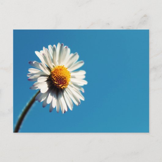 Een heldere Witte Daisy onder een Big Blue Sky Briefkaart (Voorkant)
