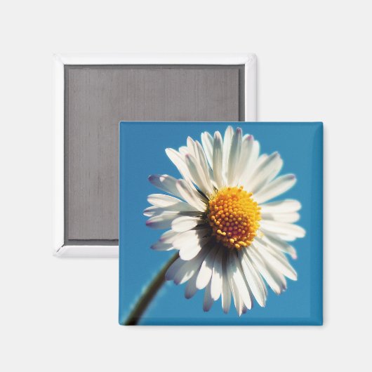 Een heldere Witte Daisy onder een Big Blue Sky Magneet (Voorkant / Achterkant)