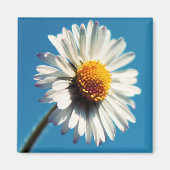 Een heldere Witte Daisy onder een Big Blue Sky Magneet (Voorkant)
