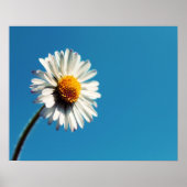 Een heldere Witte Daisy onder een Big Blue Sky Poster (Voorkant)