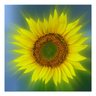 een heldere zonnebloem poster