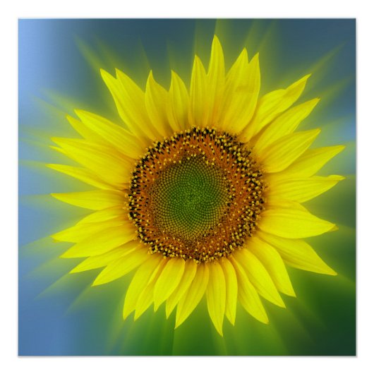 een heldere zonnebloem poster (Voorkant)
