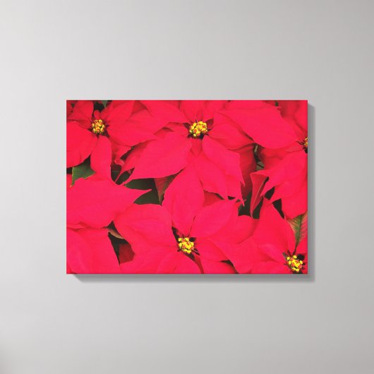 Een heleboel heldergekleurde kerst-Poinsettias Canvas Afdruk (Voorkant)