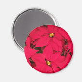 Een heleboel heldergekleurde kerst-Poinsettias Magneet (Voorkant / Achterkant)