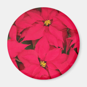 Een heleboel heldergekleurde kerst-Poinsettias Magneet