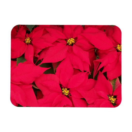 Een heleboel heldergekleurde kerst-Poinsettias Magneet (Horizontaal)
