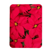 Een heleboel heldergekleurde kerst-Poinsettias Magneet (Verticaal)