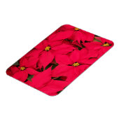 Een heleboel heldergekleurde kerst-Poinsettias Magneet (Linkerzijde)