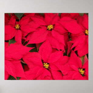 Een heleboel heldergekleurde kerst-Poinsettias Poster