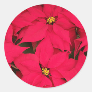 Een heleboel heldergekleurde kerst-Poinsettias Ronde Sticker
