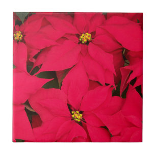 Een heleboel heldergekleurde kerst-Poinsettias Tegeltje