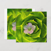 Een Hellebore, een Lenteroos Bedankkaart (Voorkant / Achterkant)